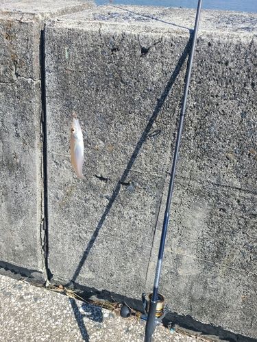 キスの釣果