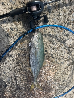 イナダの釣果