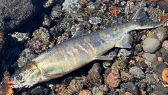 アキアジの釣果