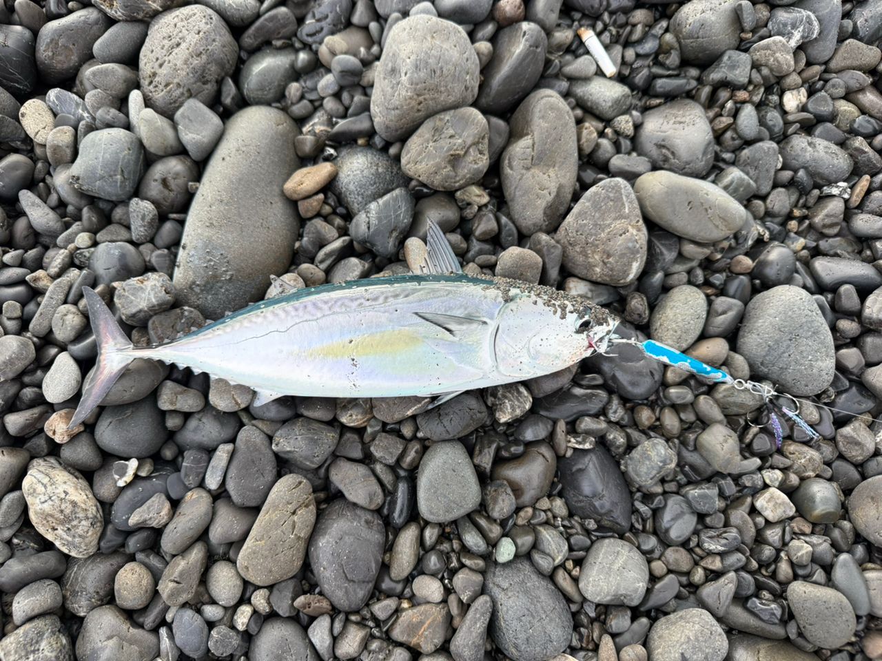 ヒラソウダ