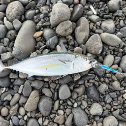 ヒラソウダ