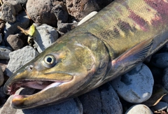 アキアジの釣果