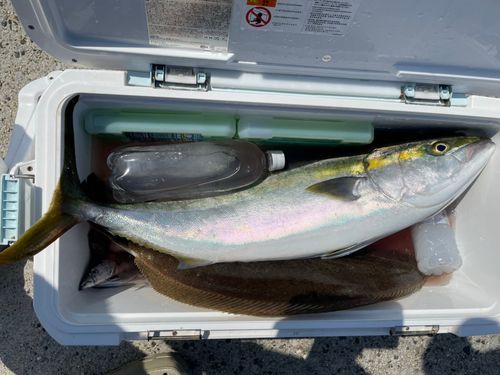 ブリの釣果