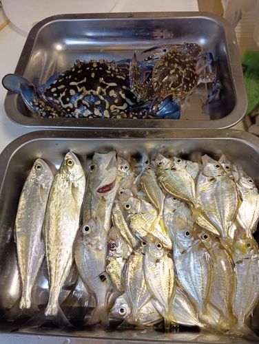 碧南海釣り公園