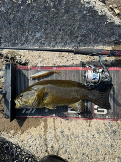 スモールマウスバスの釣果