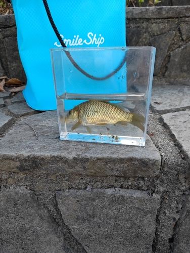 コイの釣果
