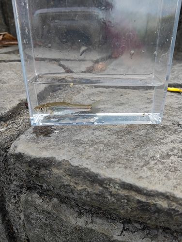 モロコの釣果