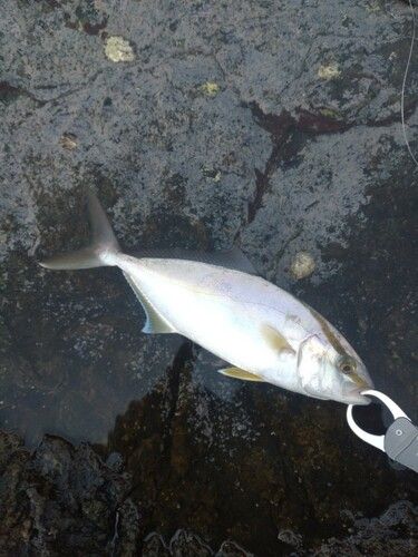 ネイリの釣果