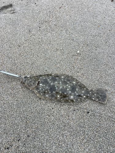 ソゲの釣果