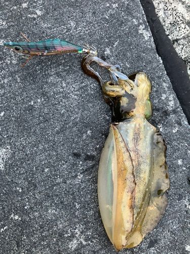 アオリイカの釣果