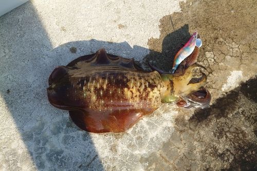 アオリイカの釣果