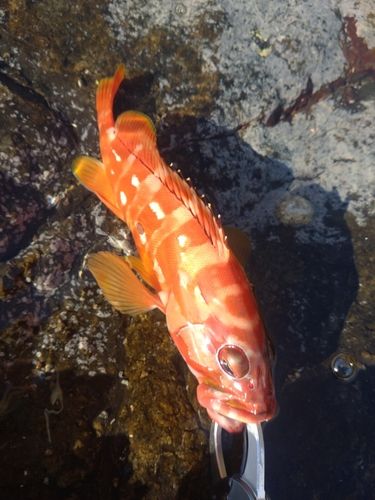 アカハタの釣果