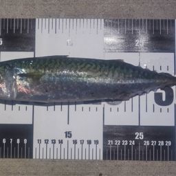 サバ
