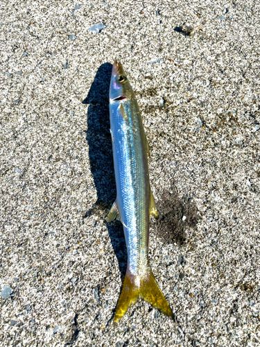 カマスの釣果