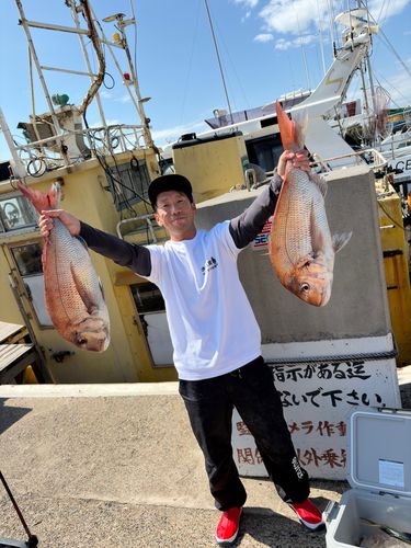 マダイの釣果