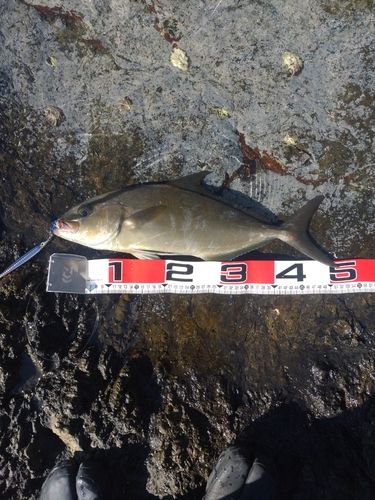 ネイリの釣果