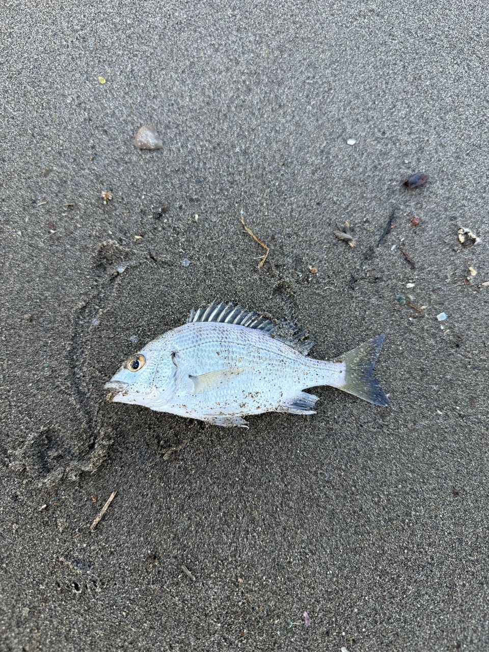 ウロハゼ