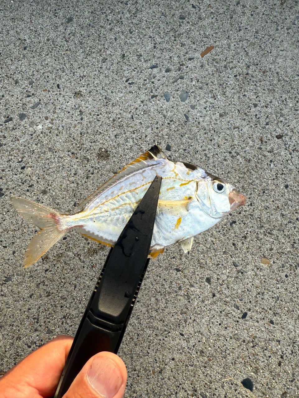 ウロハゼ