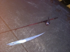 タチウオの釣果