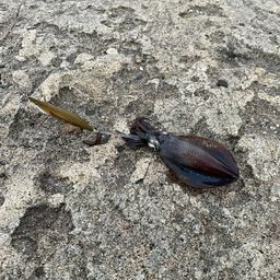 アオリイカ