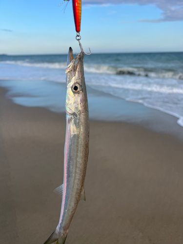 伊良湖サーフ