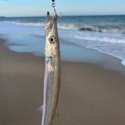 カマス