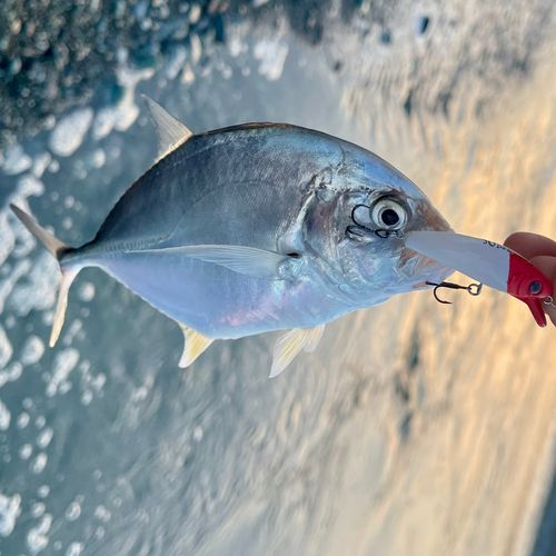 メッキの釣果
