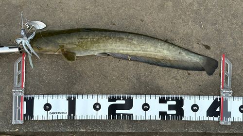 ナマズの釣果