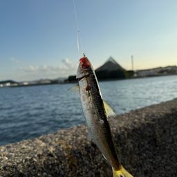 ウルメイワシ