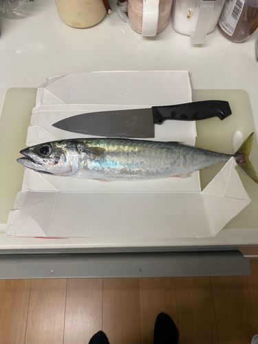 サバの釣果