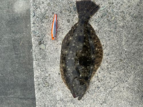 ヒラメの釣果