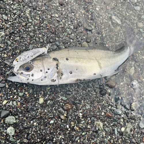 セイゴ（ヒラスズキ）の釣果