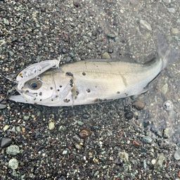 セイゴ（ヒラスズキ）