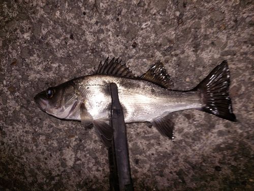 セイゴ（ヒラスズキ）の釣果