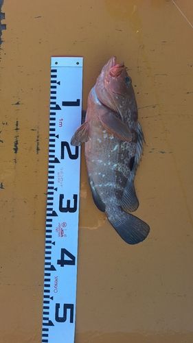 キジハタの釣果