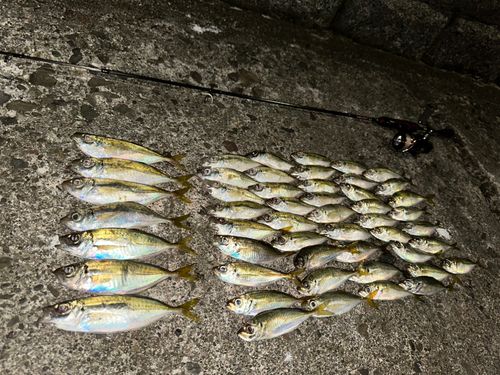 アジの釣果