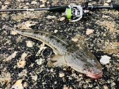 マゴチの釣果