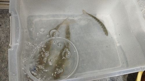 ヤマメの釣果
