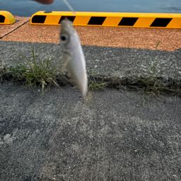 アジ