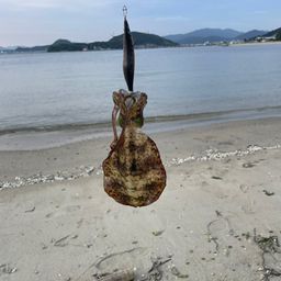 アオリイカ