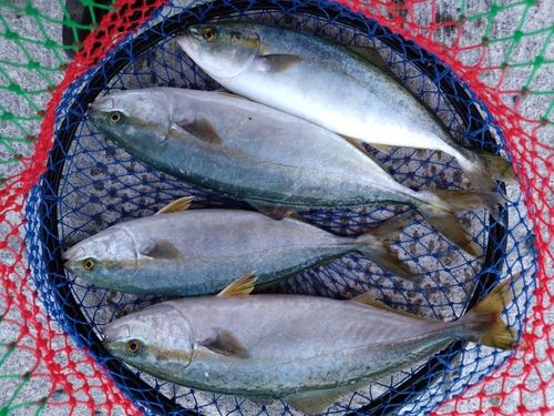 ワカシの釣果
