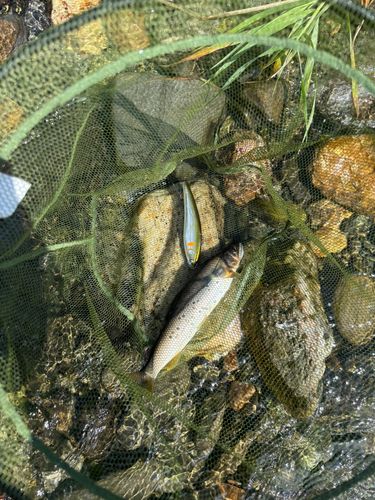 アユの釣果