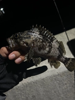 ムラソイの釣果