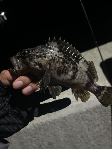 ムラソイの釣果