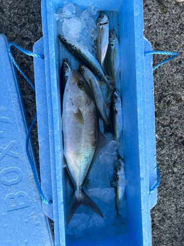 カンパチの釣果