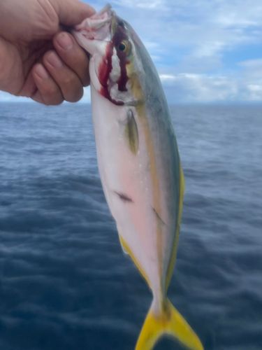 ツバスの釣果