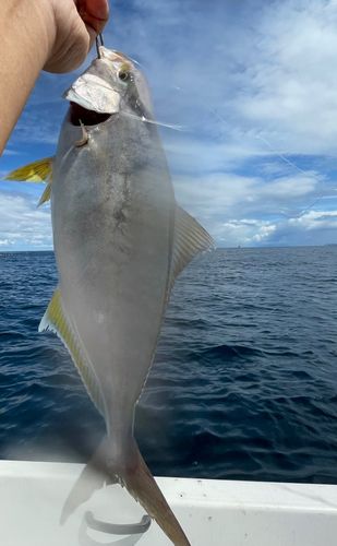 シオの釣果