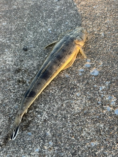 マゴチの釣果