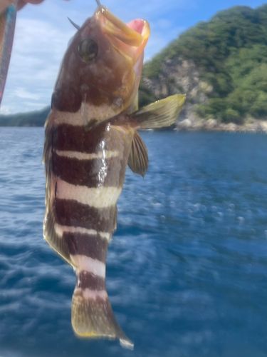 アオハタの釣果