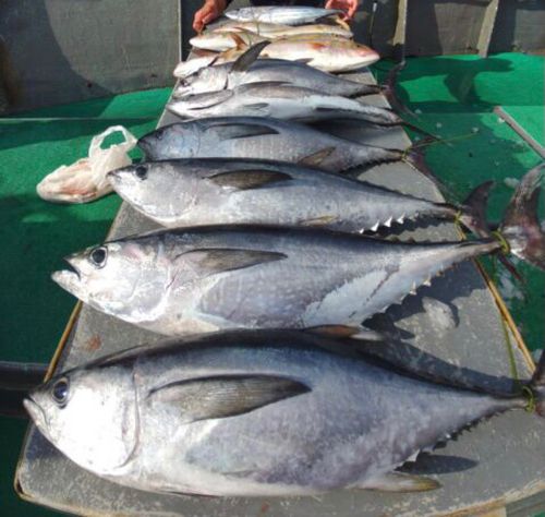 コシナガマグロの釣果